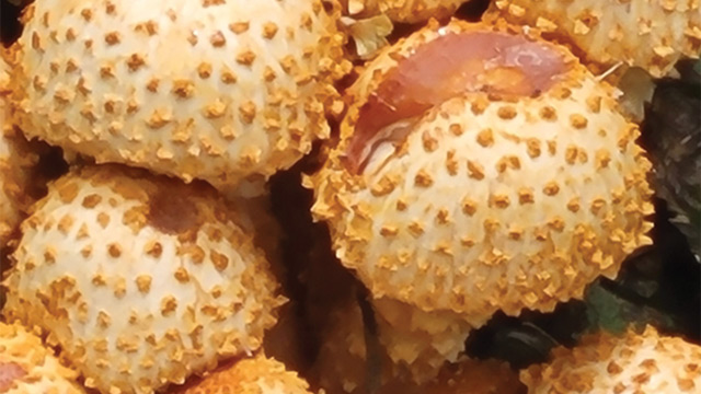 Golden scalycap (Pholiota aurivella). Foto: Inaturalist