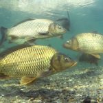 Ikan mas cyprinus carpio. Foto: Shutterctock