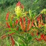 Kembang sungsang atau glory lily dikenal dengan nama ilmiah Gloriosa superba. Foto: Inaturalist