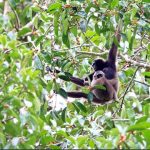 Owa kelawat merupakan satwa endemik Pulau Kalimantan yang berasal dari famili Hylobatidae. Foto: Shutterstock