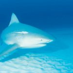 Hiu banteng (Carcharhinus leucas). Foto: Inaturalist