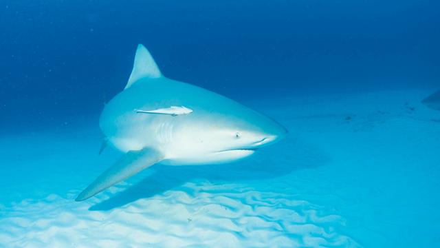 Hiu banteng (Carcharhinus leucas). Foto: Inaturalist