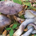 Big blue pinkgill atau bloxam's entoloma merupakan spesies jamur langka dari famili Entolomataceae. Foto: Inaturalist