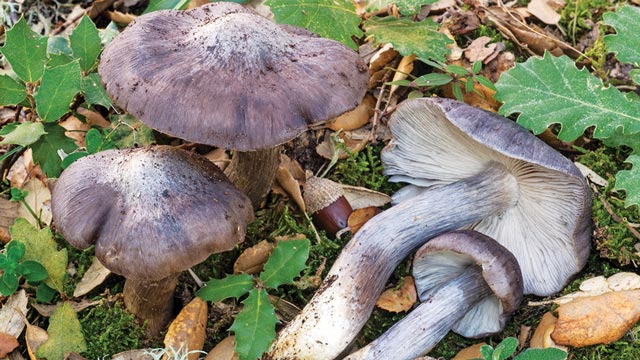 Big blue pinkgill atau bloxam's entoloma merupakan spesies jamur langka dari famili Entolomataceae. Foto: Inaturalist