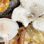 ilustrasi jamur clitocella popinalis. Foto: Inaturalist