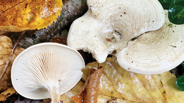 ilustrasi jamur clitocella popinalis. Foto: Inaturalist