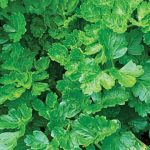 Peterseli (Petroselinum crispum). Foto: Inaturalist