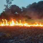 ilustrasi karhutla. Foto: Auriga Nusantara