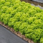 Selada (lactusa sativa). Foto: Shutterstock