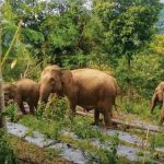 Habitat alami gajah terus berkurang akibat alih fungsi hutan. Foto: Forum Konservasi Gajah Indonesia