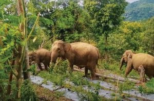 Habitat alami gajah terus berkurang akibat alih fungsi hutan. Foto: Forum Konservasi Gajah Indonesia