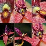 Anggrek Bulbophyllum wiratnoi. Foto: Reza Saputra