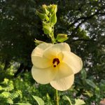 Daun gedi (Abelmoschus manihot). Foto: Inaturalist