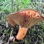 False Saffron Milkcap (Lactarius deterrimus). Foto: Inaturalist
