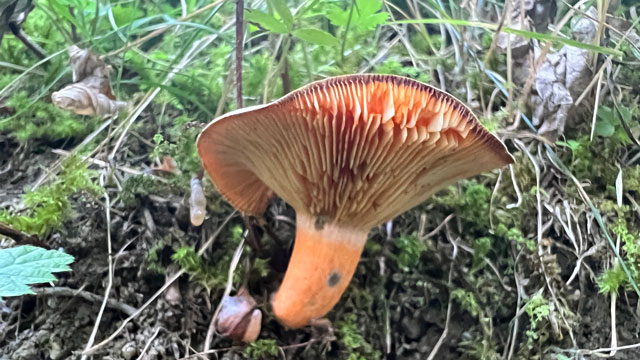 False Saffron Milkcap (Lactarius deterrimus). Foto: Inaturalist