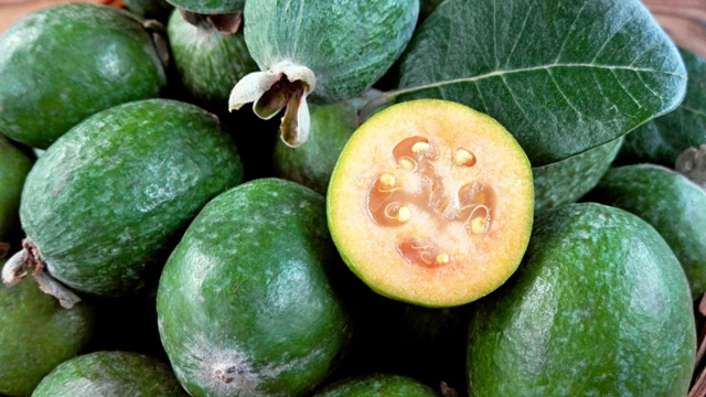 Feijoa sellowiana. Foto: Shutterstock