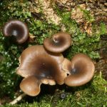 Jamur goblet (Pseudoclitocybe cyathiformis). Foto: Inaturalist