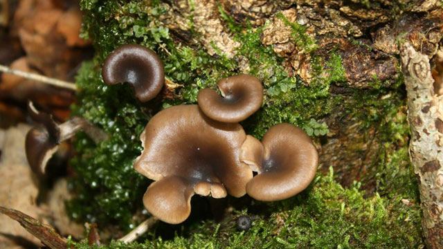 Jamur goblet (Pseudoclitocybe cyathiformis). Foto: Inaturalist