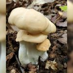 Hydnum repandum (jamur landak). Foto: Freepik