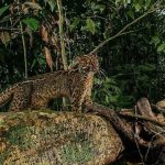 Kucing batu atau marble cat (Pardofelis marmorata). Foto: Inaturalist