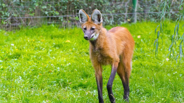 Maned wolf atau skunk wolf (Chrysocyon brachyurus). Foto: Shutterstock
