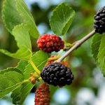 Murbei hitam (Morus nigra) memiliki nama lain black mulberry, common mulberry, persian mulberry, atau sycamine tree. Foto: Shutterstock