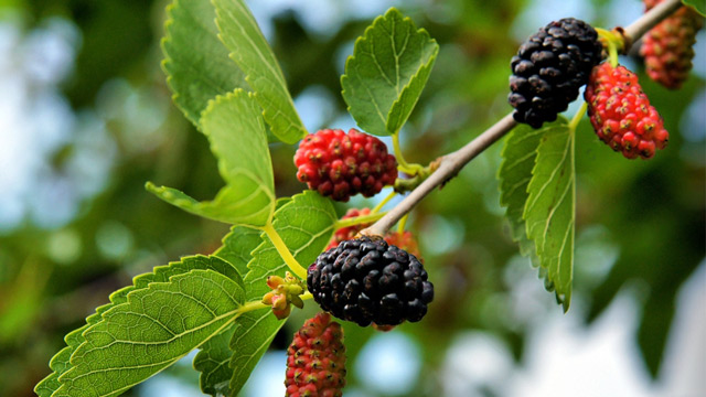 Murbei hitam (Morus nigra) memiliki nama lain black mulberry, common mulberry, persian mulberry, atau sycamine tree. Foto: Shutterstock