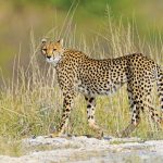 ilustrasi cheetah. Foto: Inaturalist