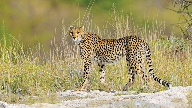 ilustrasi cheetah. Foto: Inaturalist