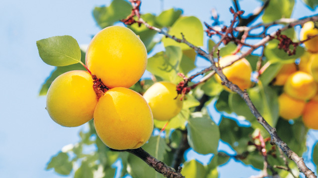 Buah aprikot atau prunus armeniaca berasal dari famili Rosaceae dan berkerabat dengan buah stroberi. Foto: Stock Photo