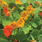 ilustrasi nasturtium. Foto: Inaturalist