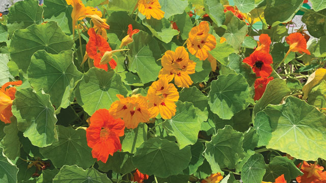 ilustrasi nasturtium. Foto: Inaturalist