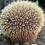Spiny Puffball (Lycoperdon echinatum). Foto: Inaturalist
