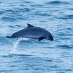 Paus sperma kerdil (Kogia sima). Foto: Inaturalist