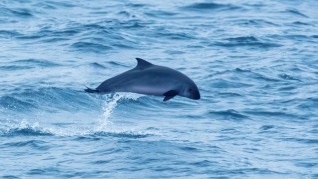 Paus sperma kerdil (Kogia sima). Foto: Inaturalist