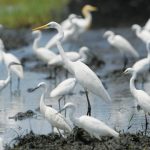 Burung kuntul besar atau great egret (Casmerodius albus). Foto: Stockphoto