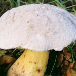 Jamur Caloboletus radicans atau rooting bolete. Foto: Inaturalist