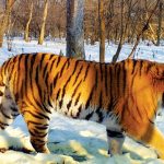 Harimau siberia atau harimau amur (Panthera tigris altaica). Foto: Inaturalist