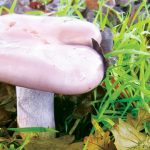 Jamur Wood blewit (Lepista nuda). Foto: Inaturalist