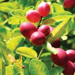 Synsepalum dulcificum atau buah ajaib dari keluarga Sapotacea. Foto: Inaturalist