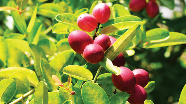 Synsepalum dulcificum atau buah ajaib dari keluarga Sapotacea. Foto: Inaturalist