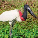 Burung jabiru atau (Jabiru mycteria) merupakan salah satu anggota famili Ciconiidae. Sumber: Inaturalist