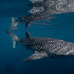 ilustrasi hiu paus. Foto: Konservasi Indonesia (Abdy Hasan)