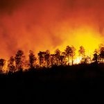 ilustrasi kebakaran hutan dan lahan. Foto: Freepik