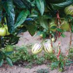 Buah Pepino (Solanum muricatum). Foto: Shutterstock