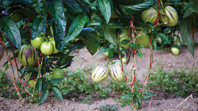 Buah Pepino (Solanum muricatum). Foto: Shutterstock
