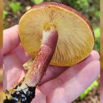 Jamur plums and custard (Tricholomopsis rutilans). Foto: Inaturalist