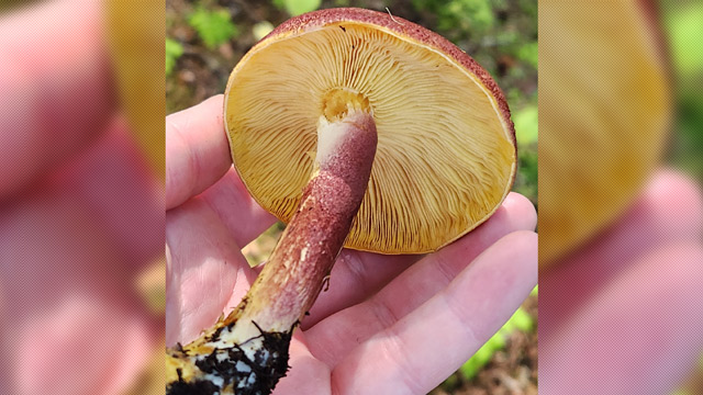 Jamur plums and custard (Tricholomopsis rutilans). Foto: Inaturalist