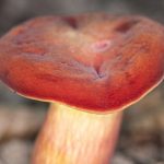 Hortiboletus rubellus atau jamur ruby bolete merupakan jamur dari famili Boletaceae. Foto: Inaturalist