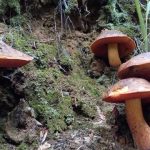 Scarletina Bolete (Neoboletus praestigiator). Foto: Shutterctock